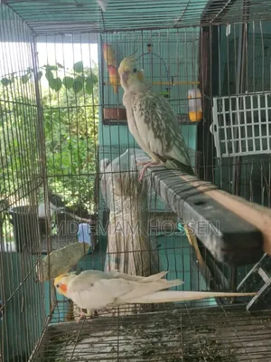 Running Cockatiel Master Pair