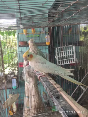 Running Cockatiel Master Pair