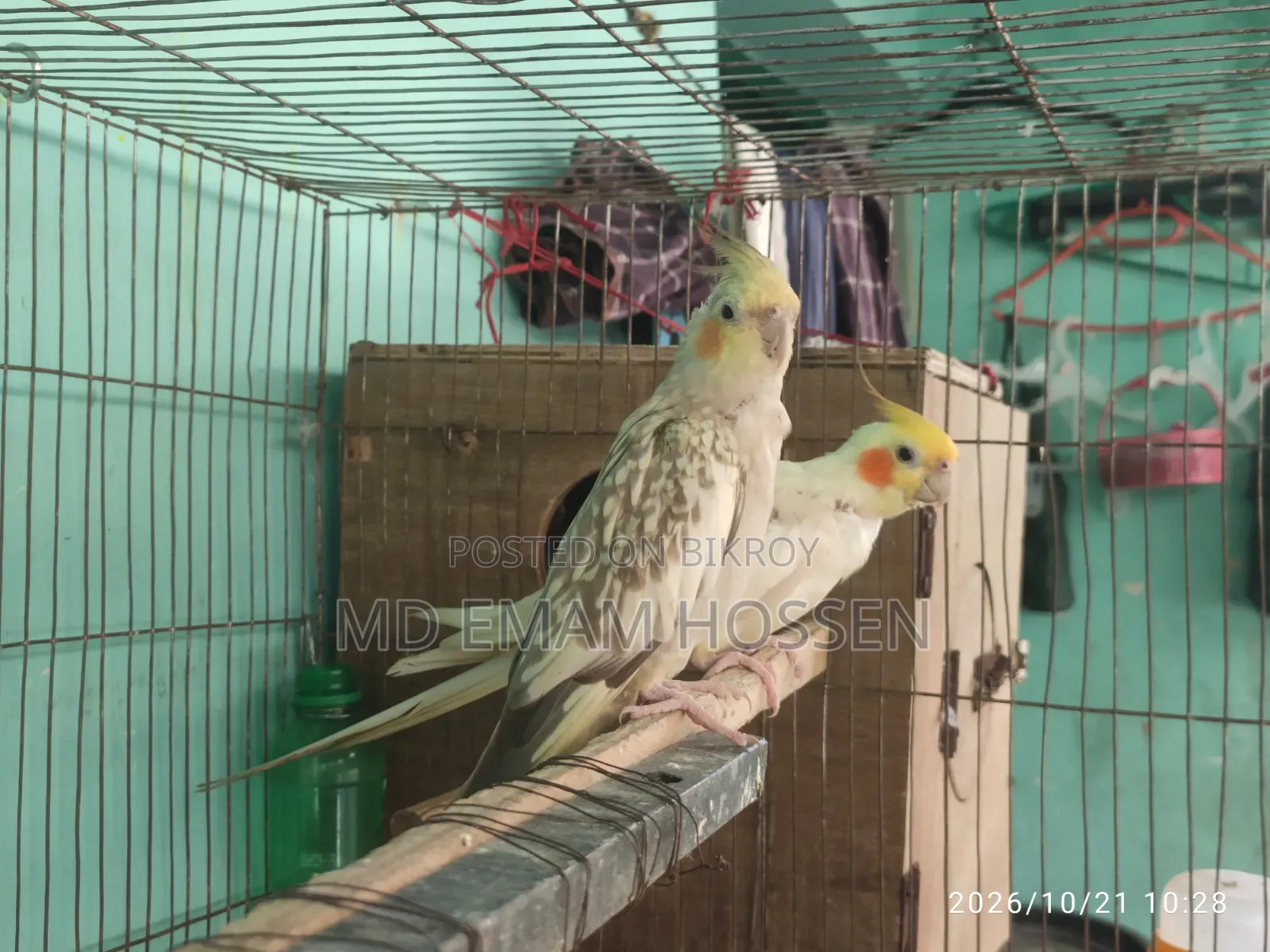 Running Cockatiel Master Pair