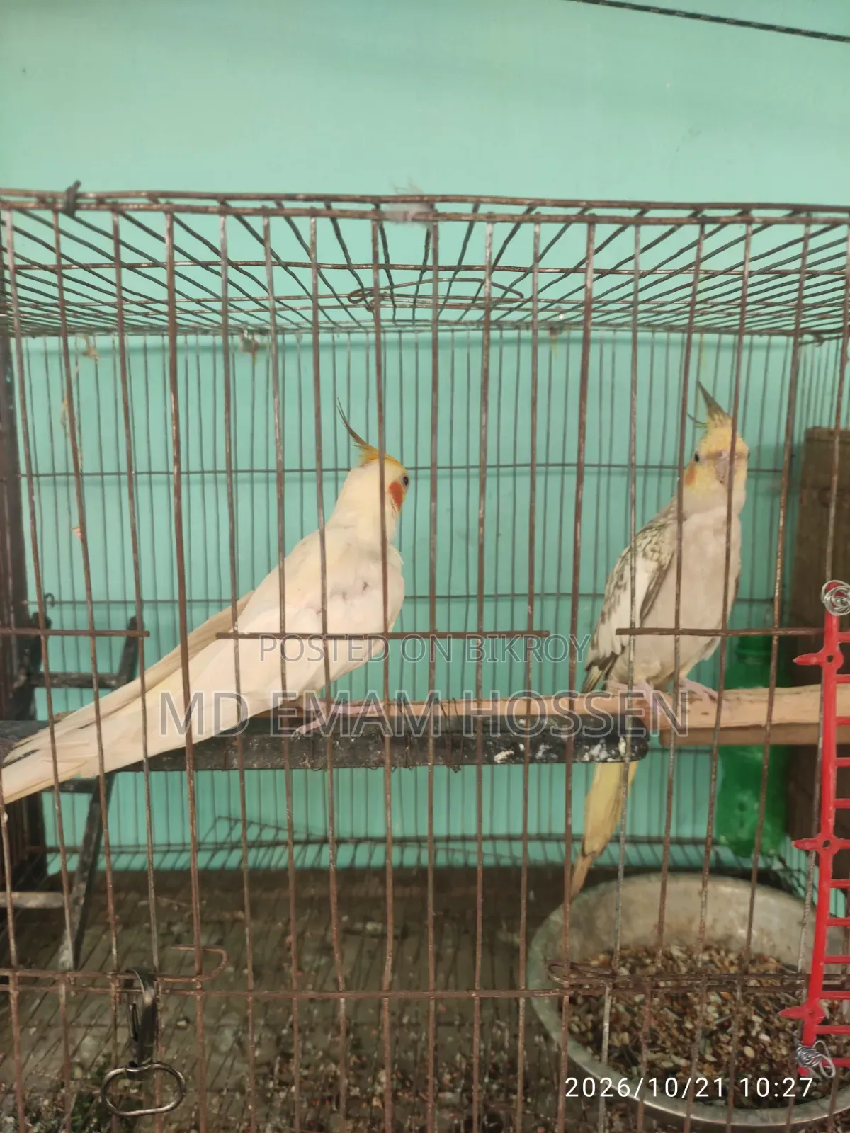 Running Cockatiel Master Pair