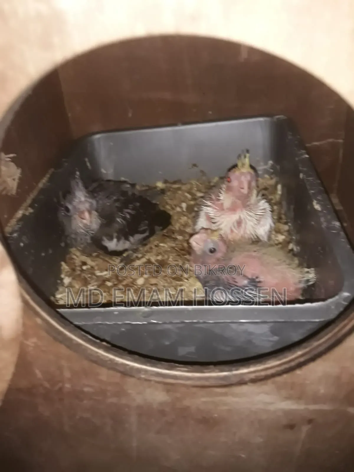 Running Cockatiel Master Pair