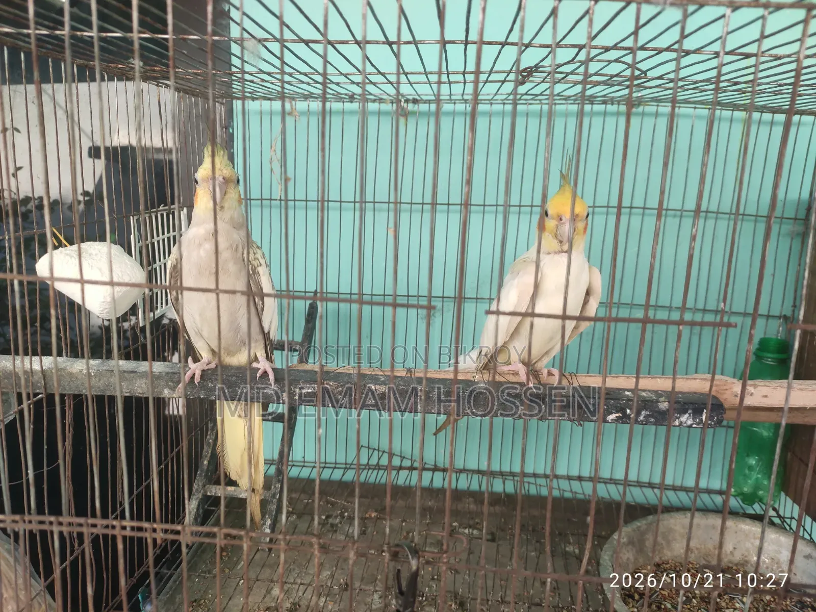 Running Cockatiel Master Pair