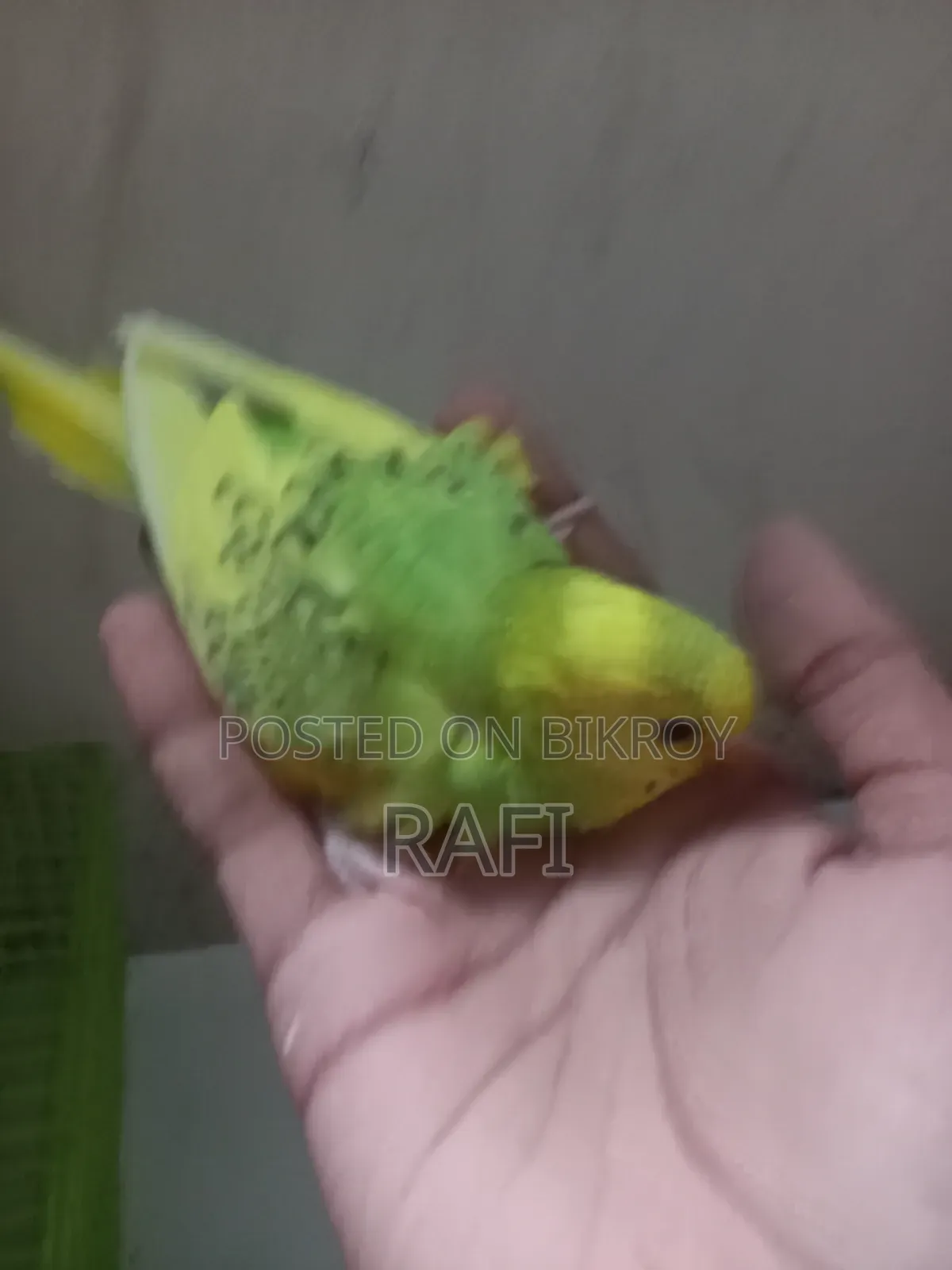 Tam Size Budgies 1 Pair