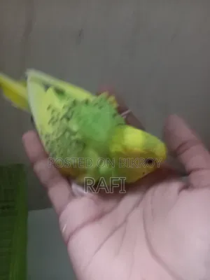 Tam Size Budgies 1 Pair