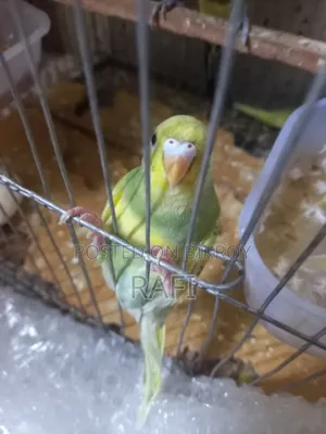Tam Size Budgies 1 Pair