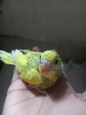 Tam Size Budgies 1 Pair