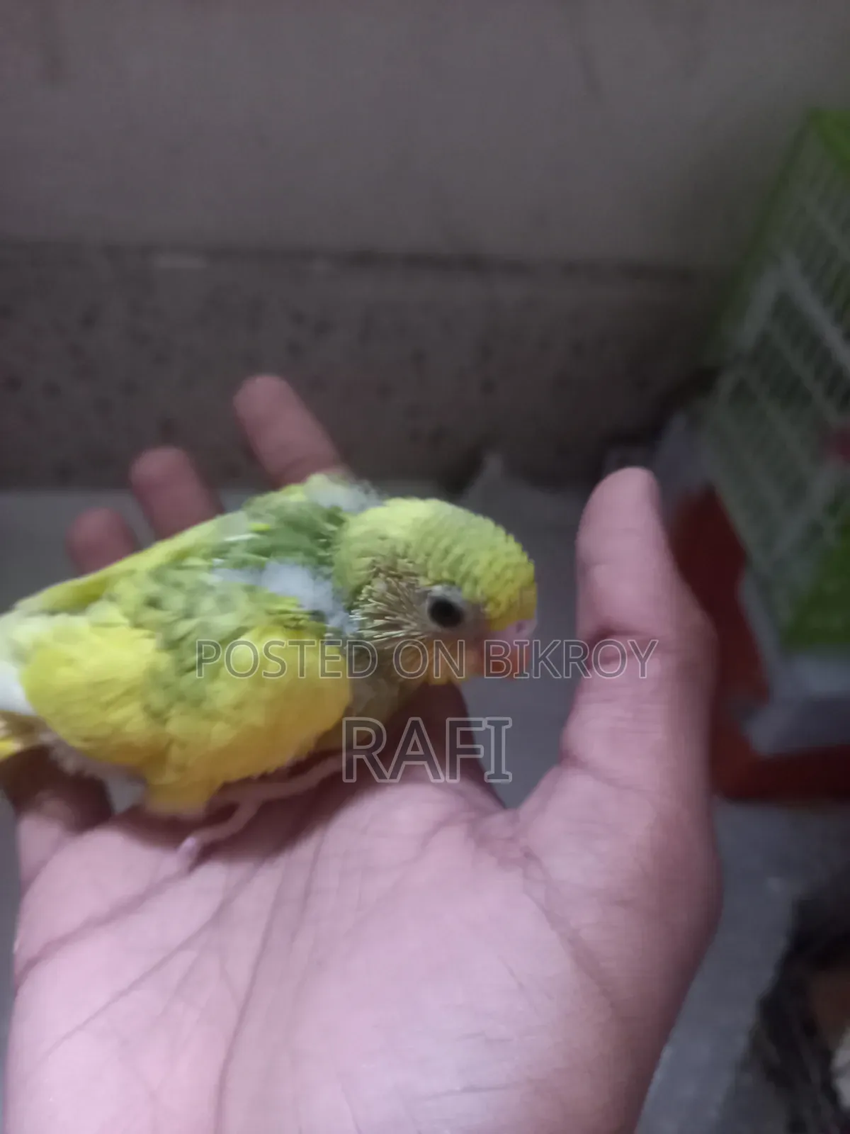Tam Size Budgies 1 Pair