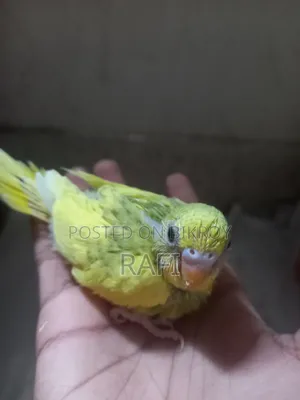 Tam Size Budgies 1 Pair