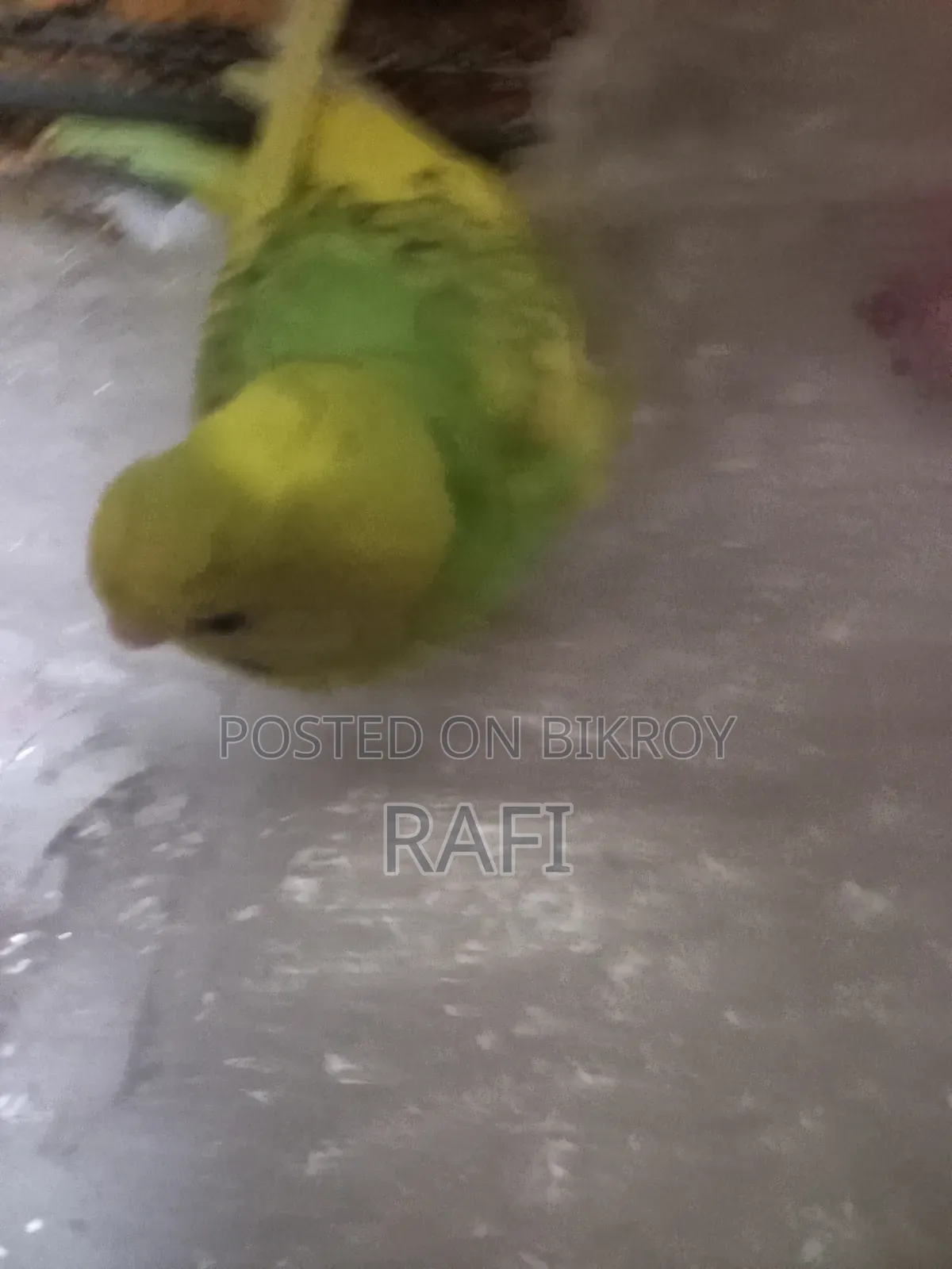 Tam Size Budgies 1 Pair