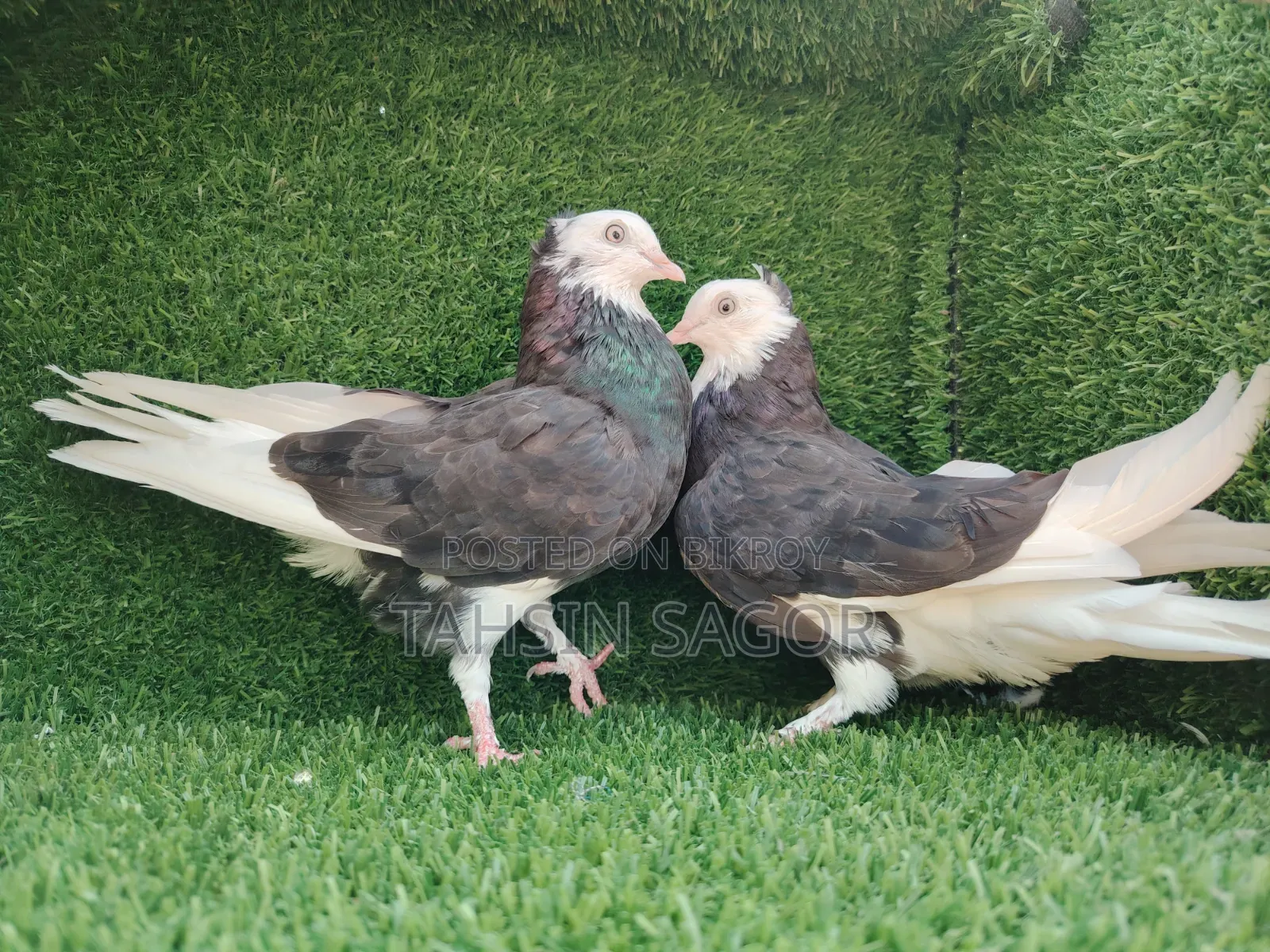 Gorra Pigeon