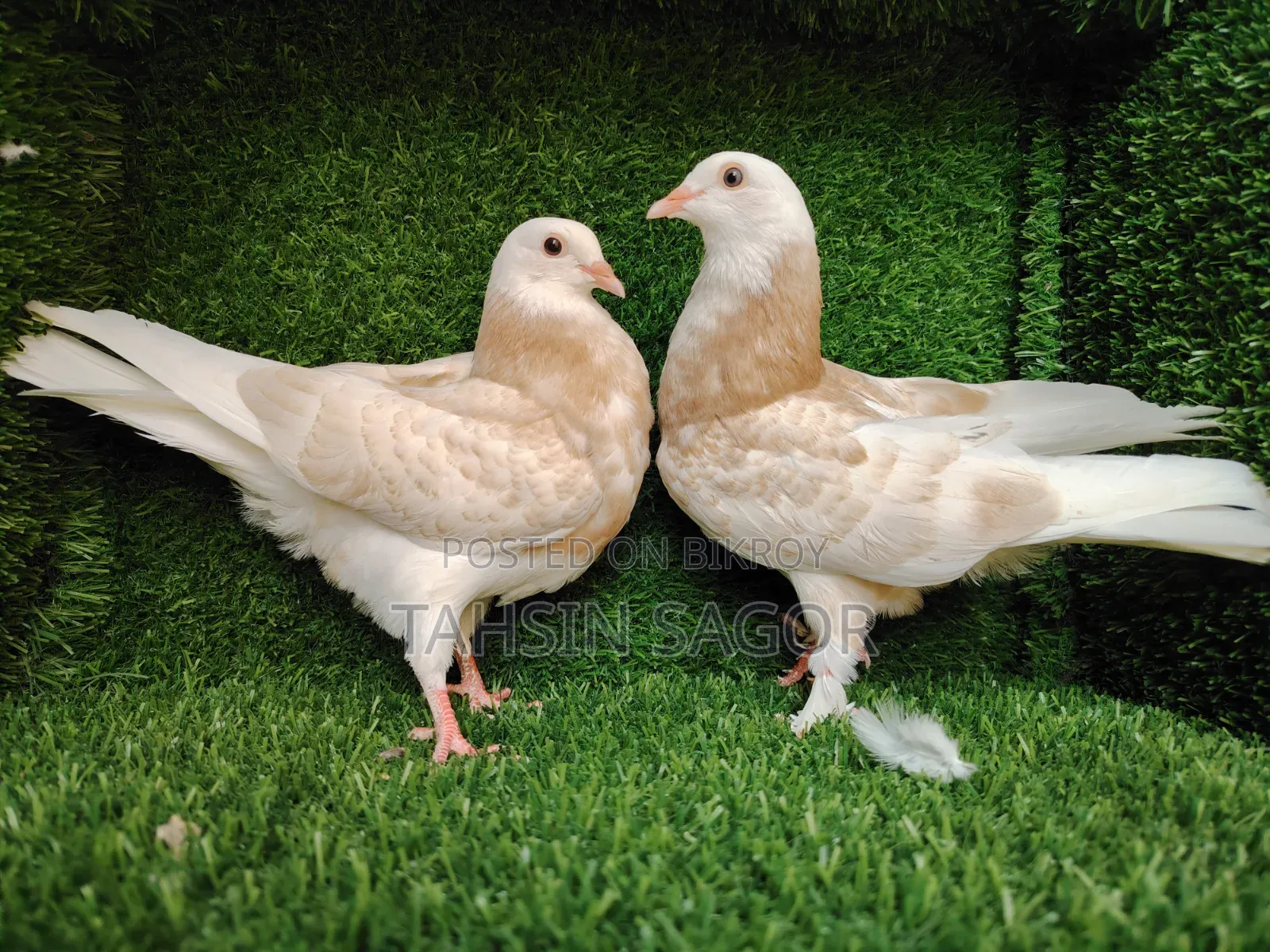 Gorra Pigeon