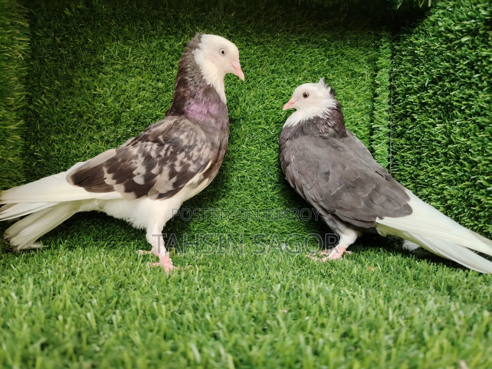 Gorra Pigeon