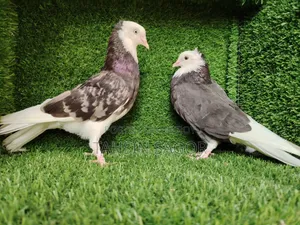 Gorra Pigeon