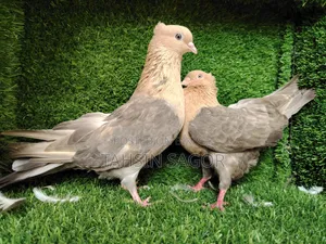 Gorra Pigeon