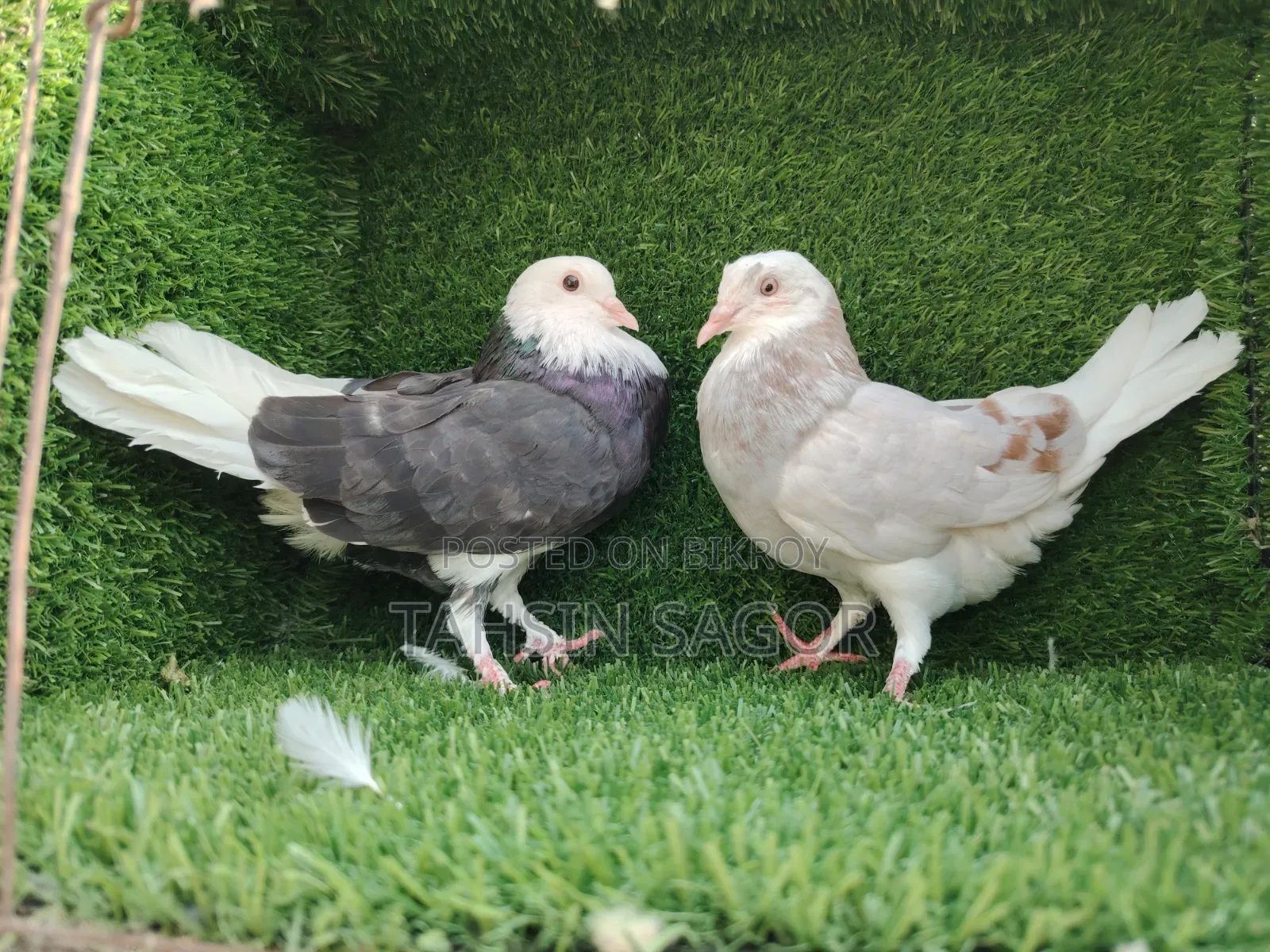 Gorra Pigeon