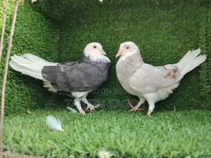 Gorra Pigeon