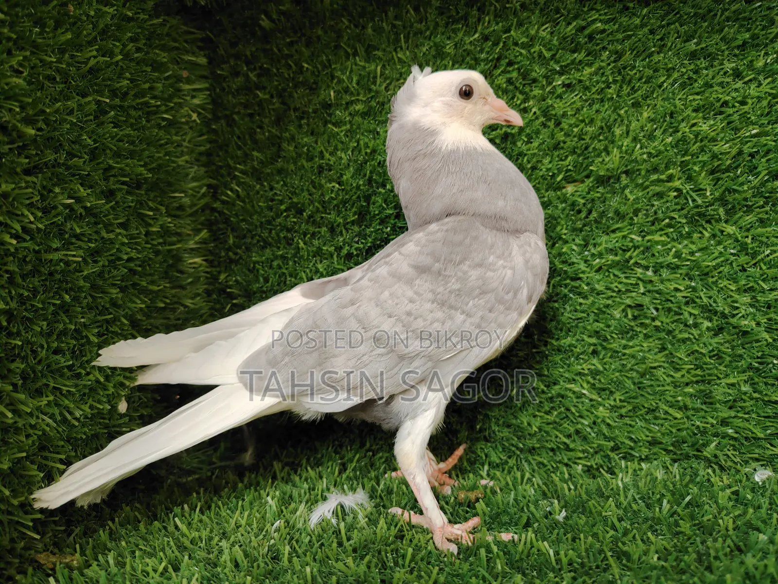 Gorra Pigeon