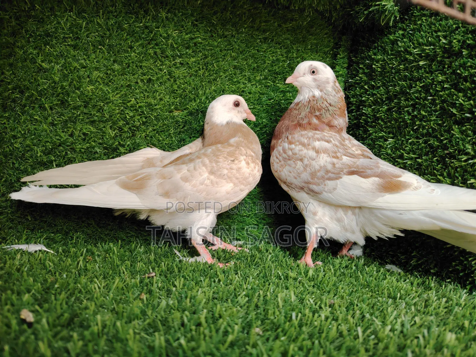 Gorra Pigeon