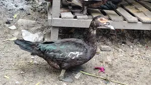 Chinese Duck