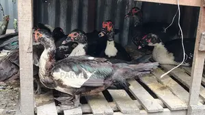 Chinese Duck