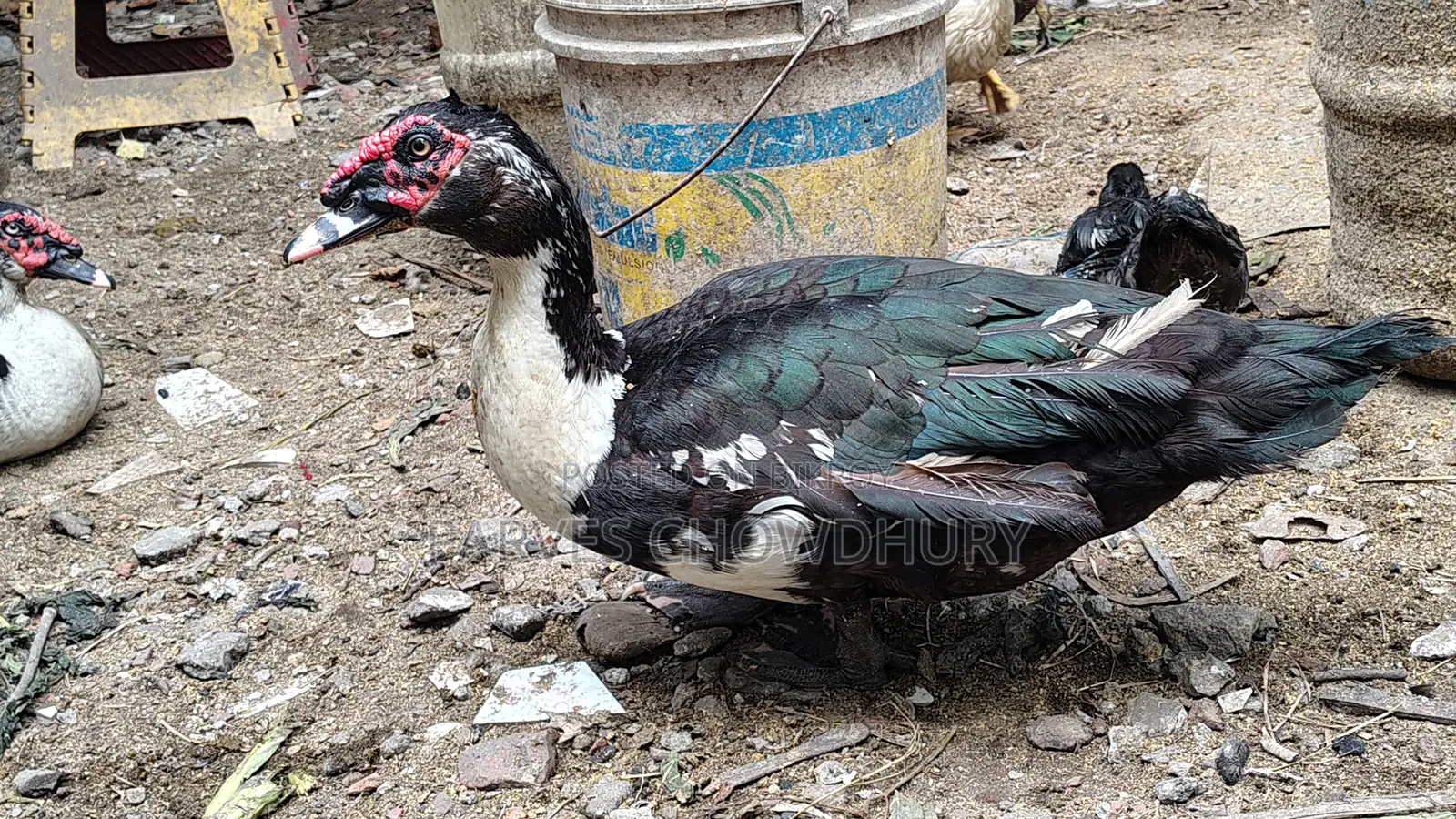 Chinese Duck
