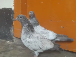 2 Months Giribaz Pigeon