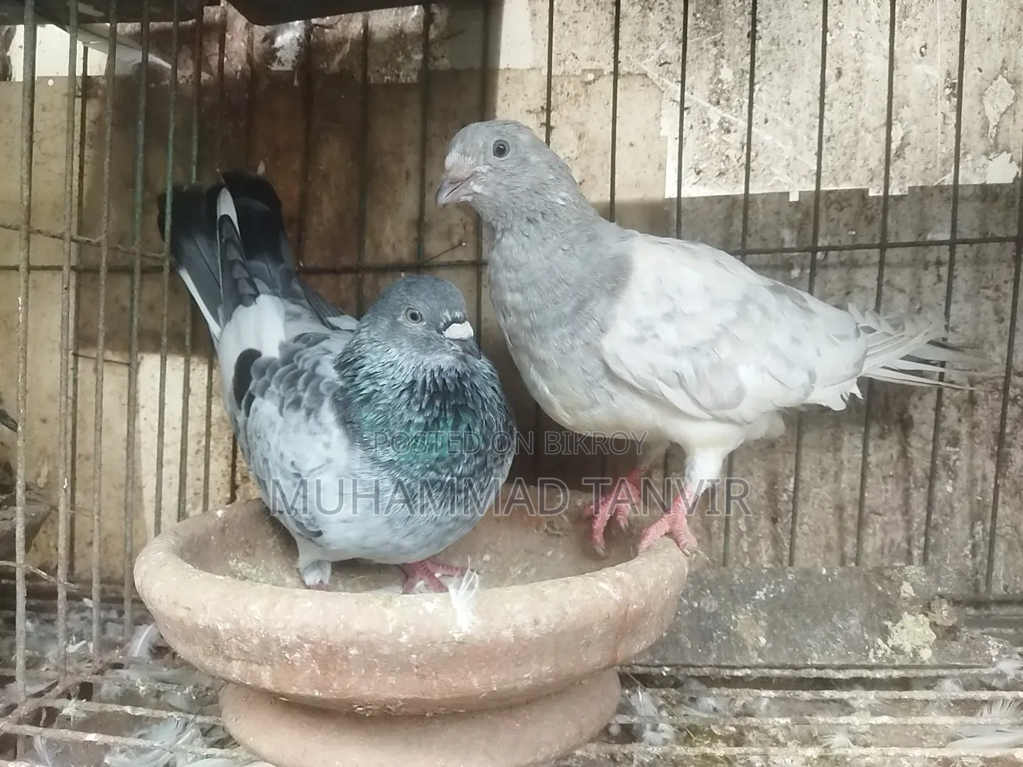 Collected Pigeons