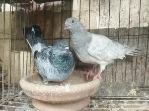Collected Pigeons