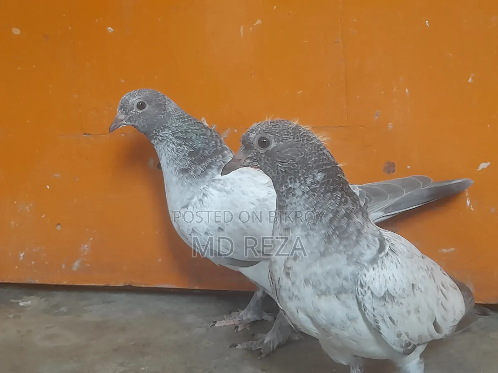 2 Months Giribaz Pigeon