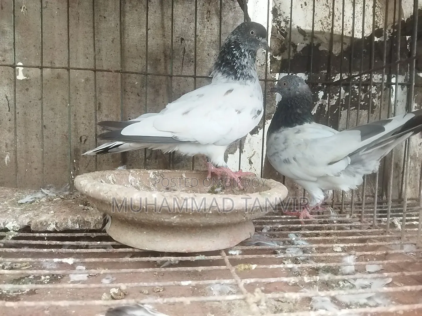Collected Pigeons