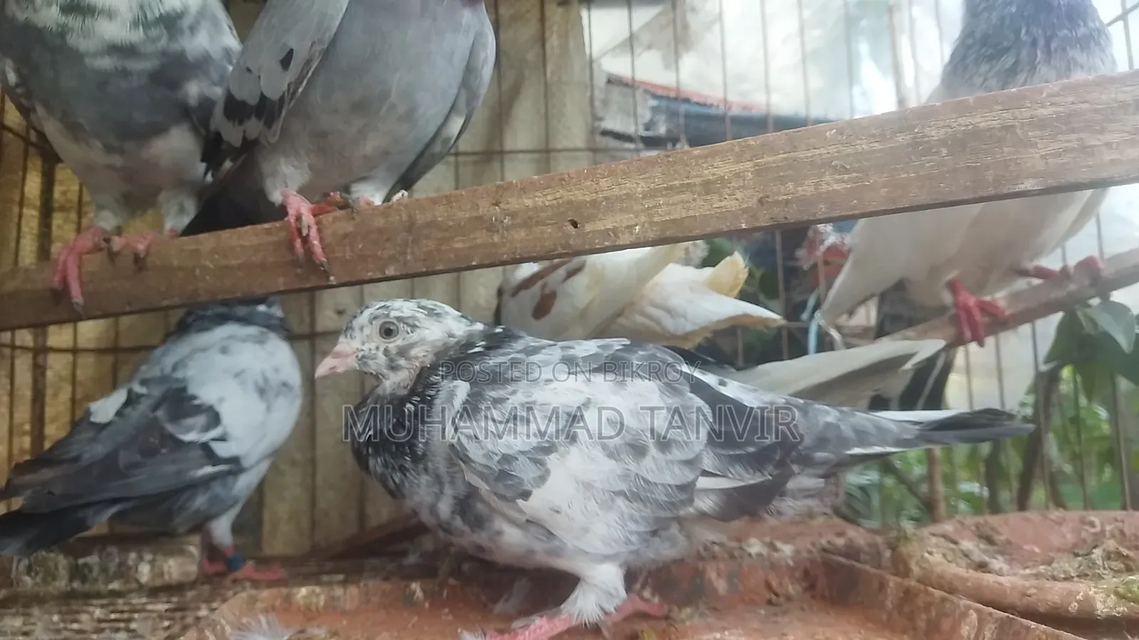 Collected Pigeons