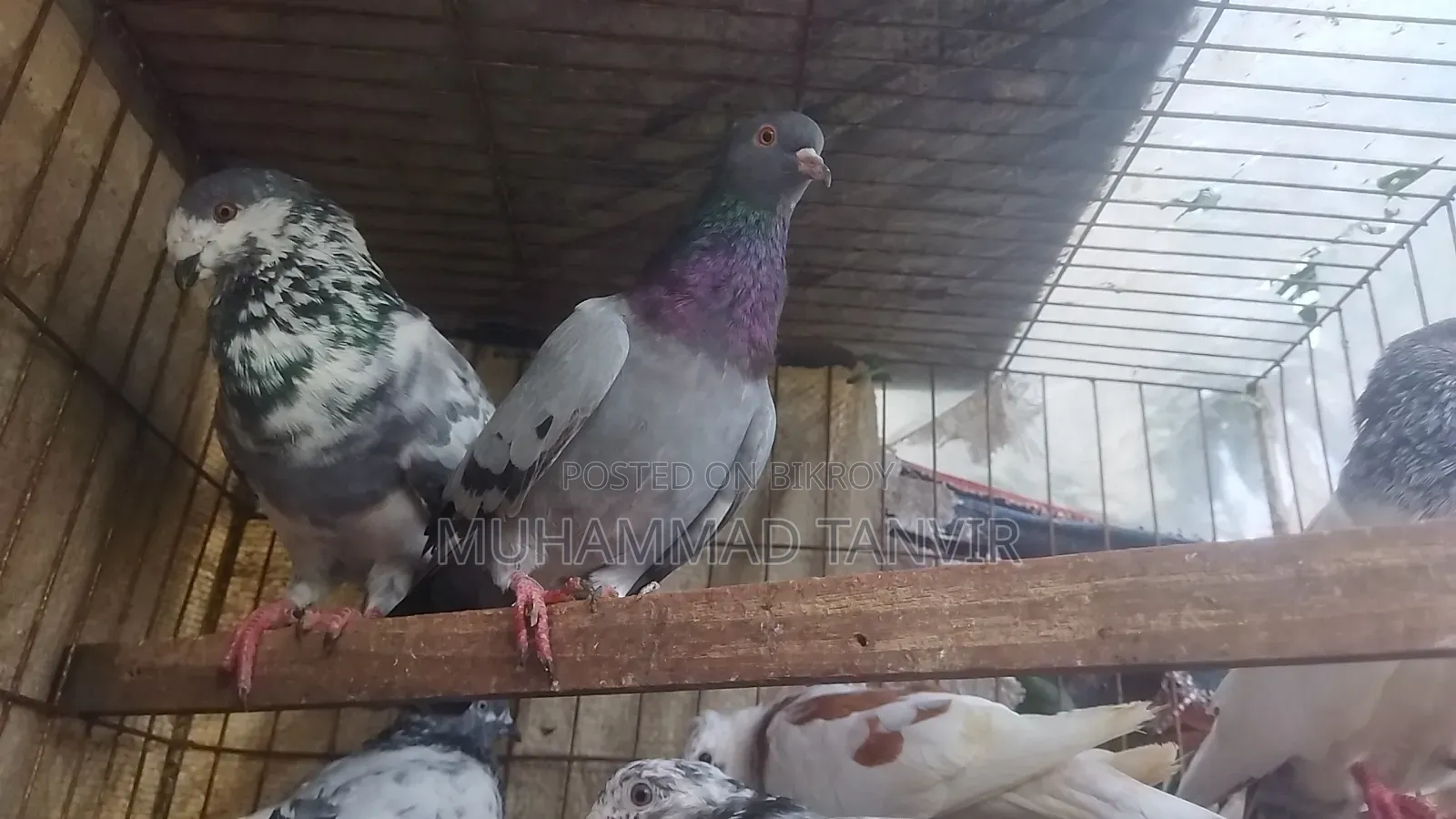 Collected Pigeons