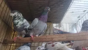 Collected Pigeons
