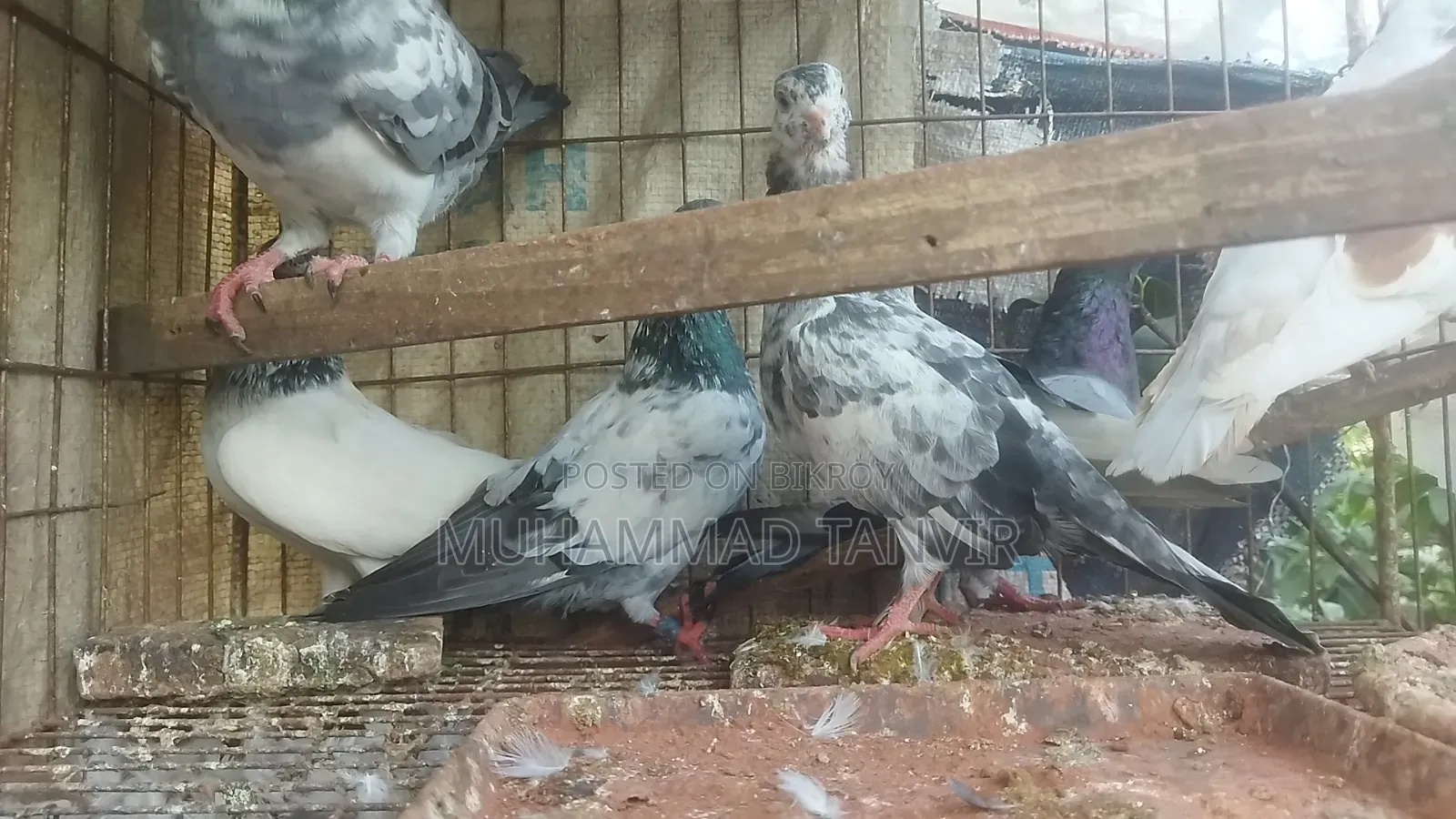 Collected Pigeons