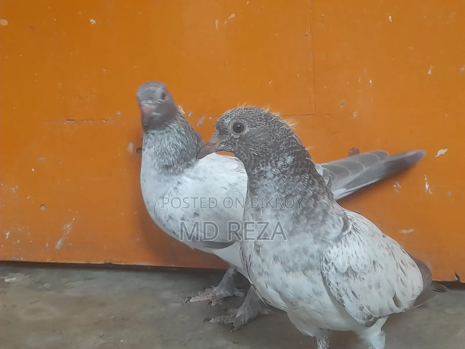 2 Months Giribaz Pigeon