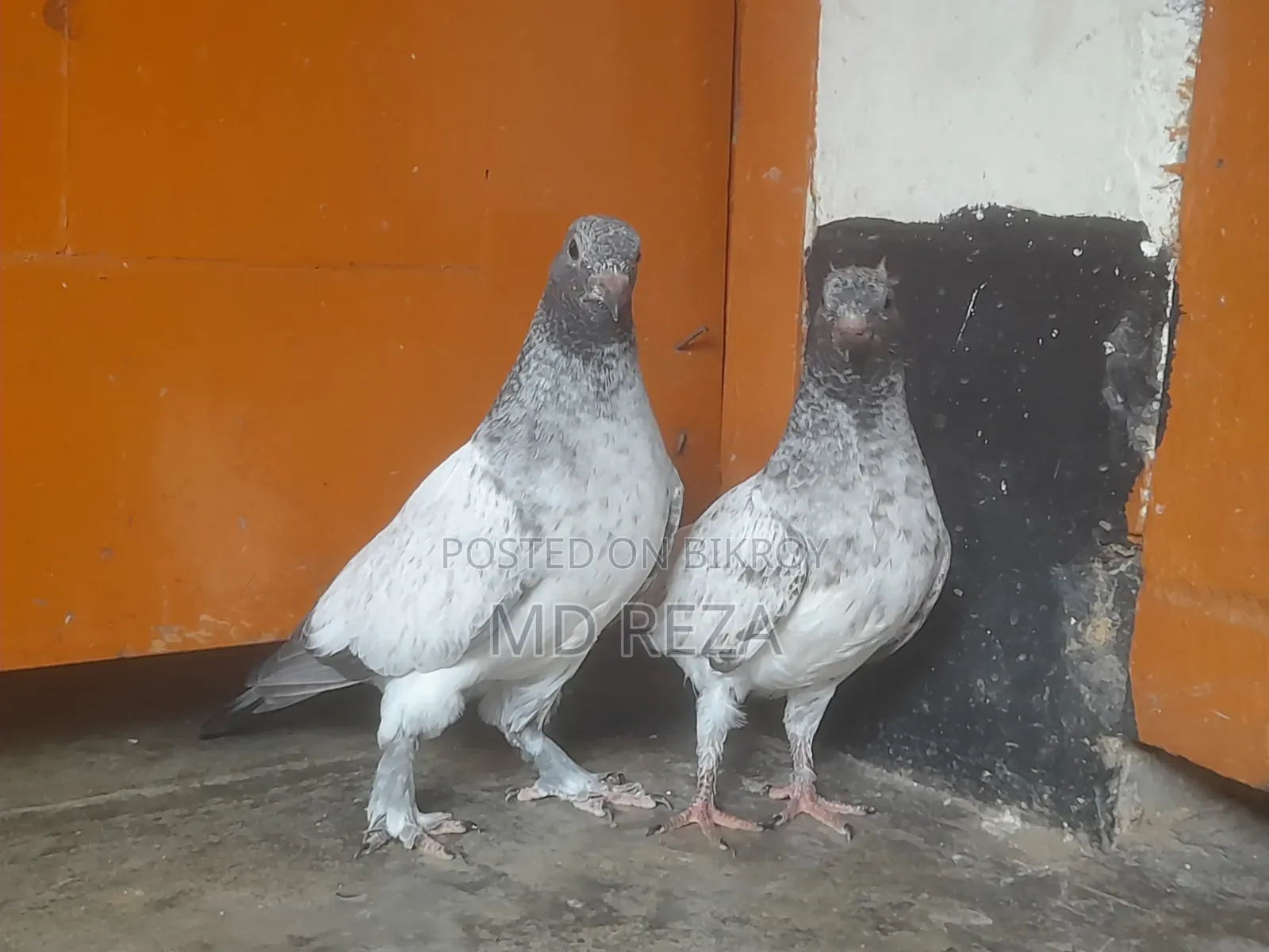 2 Months Giribaz Pigeon