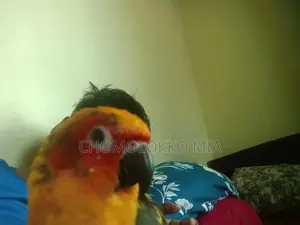 সান কুনুর