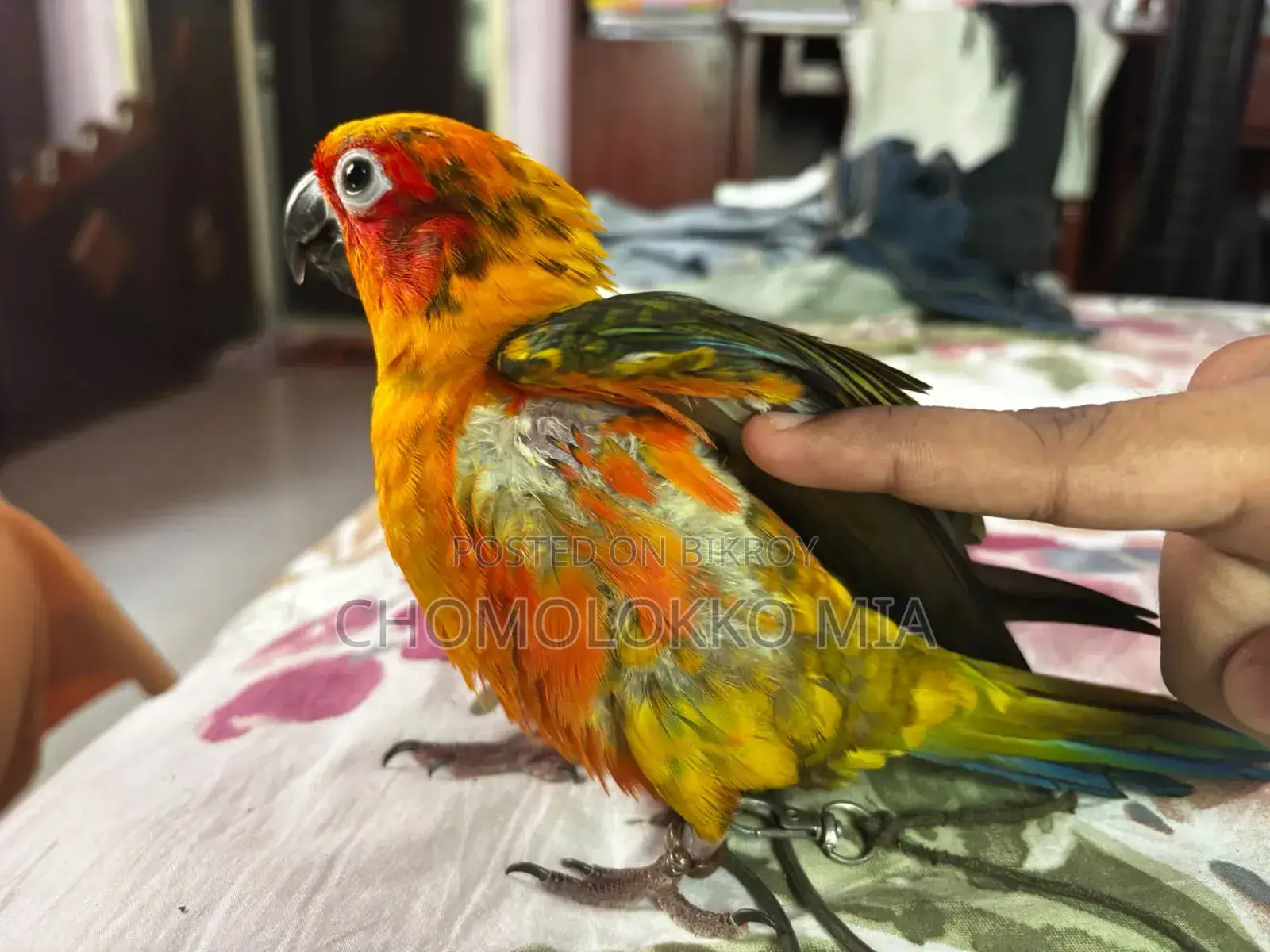 সান কুনুর