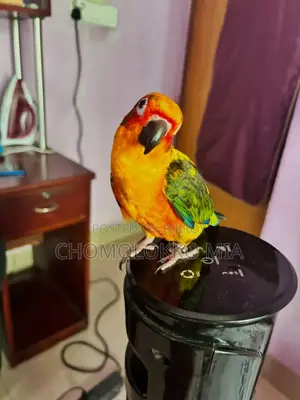 সান কুনুর
