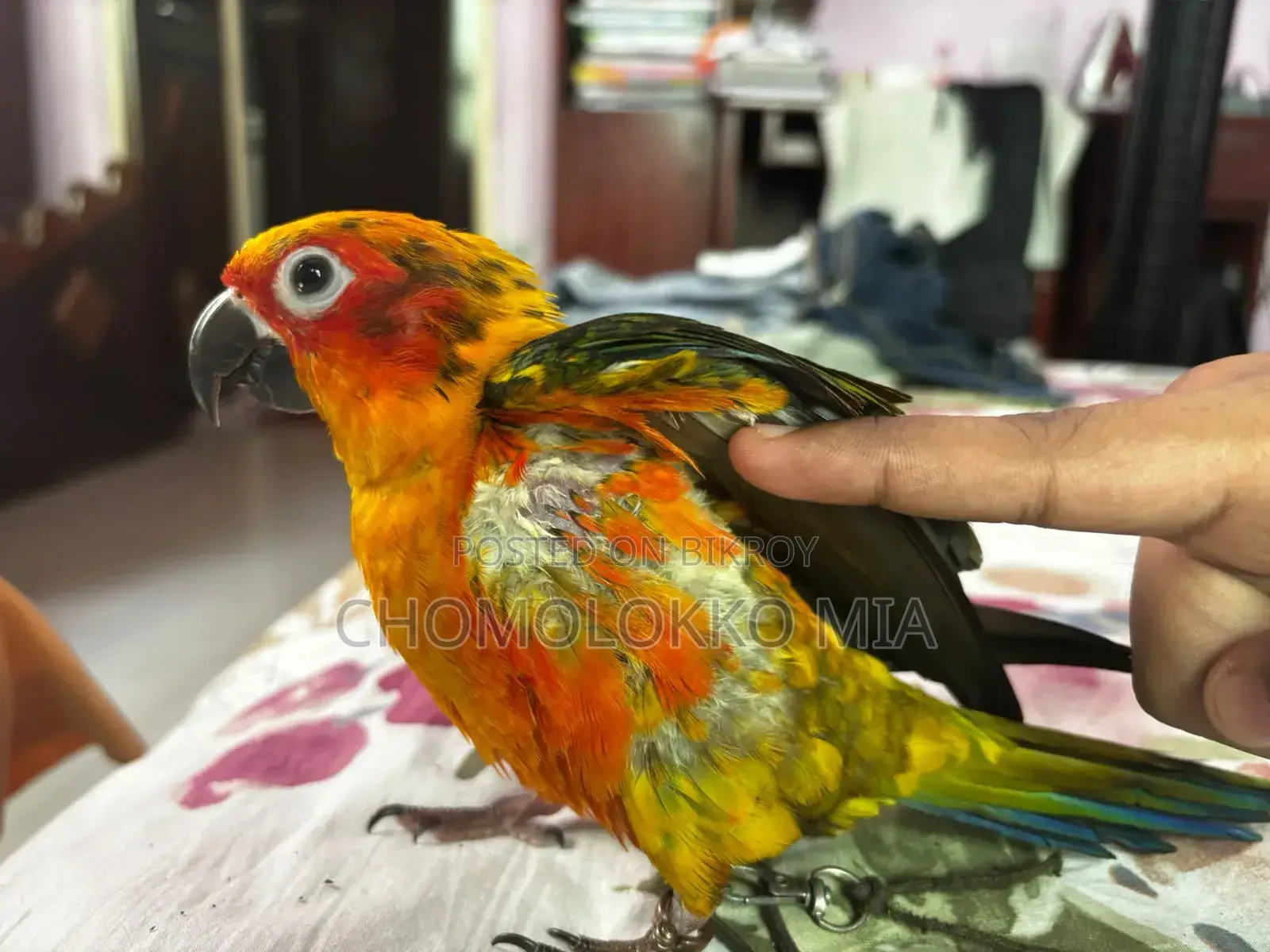 সান কুনুর