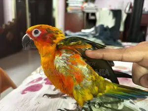 সান কুনুর
