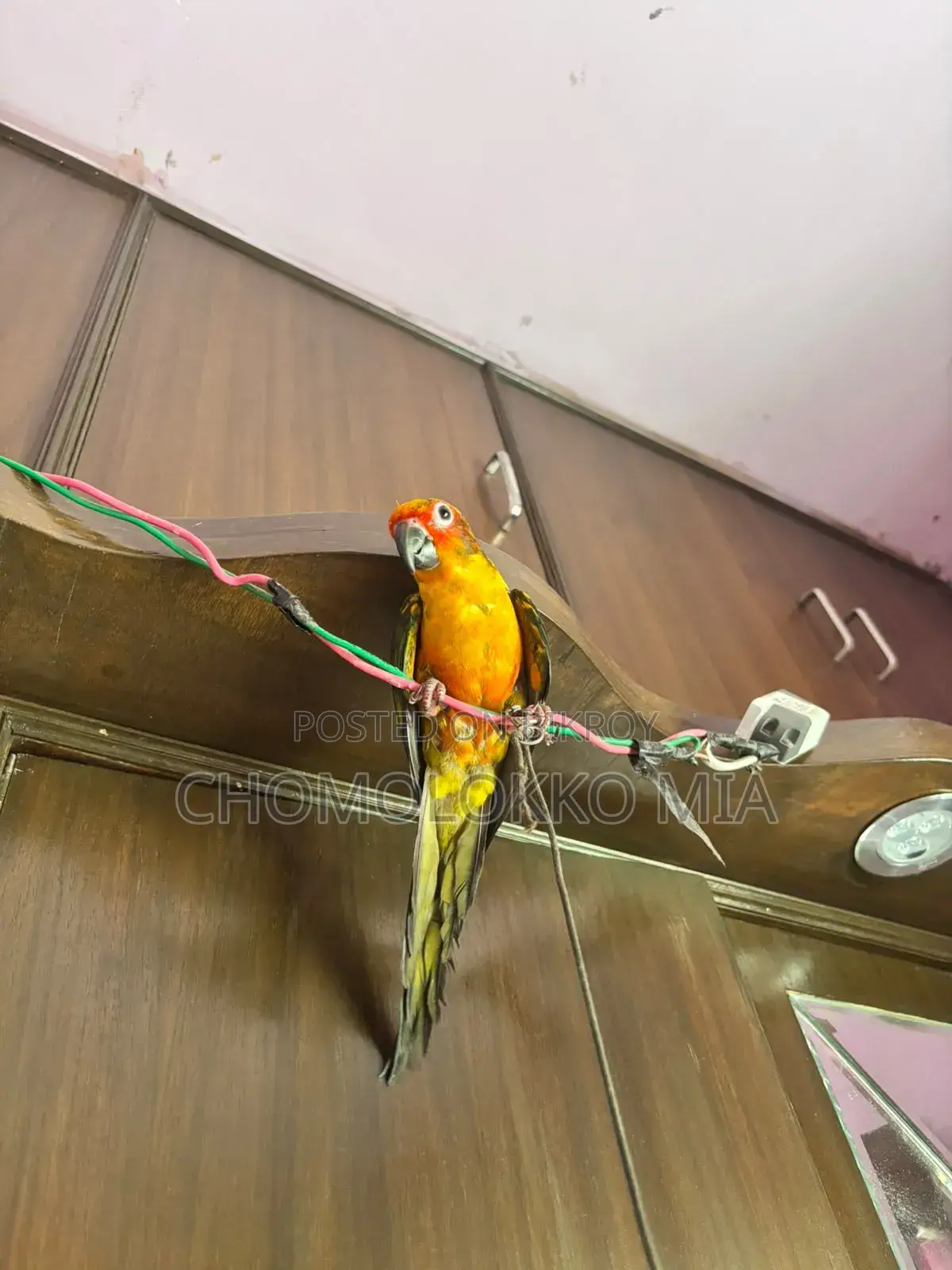 সান কুনুর
