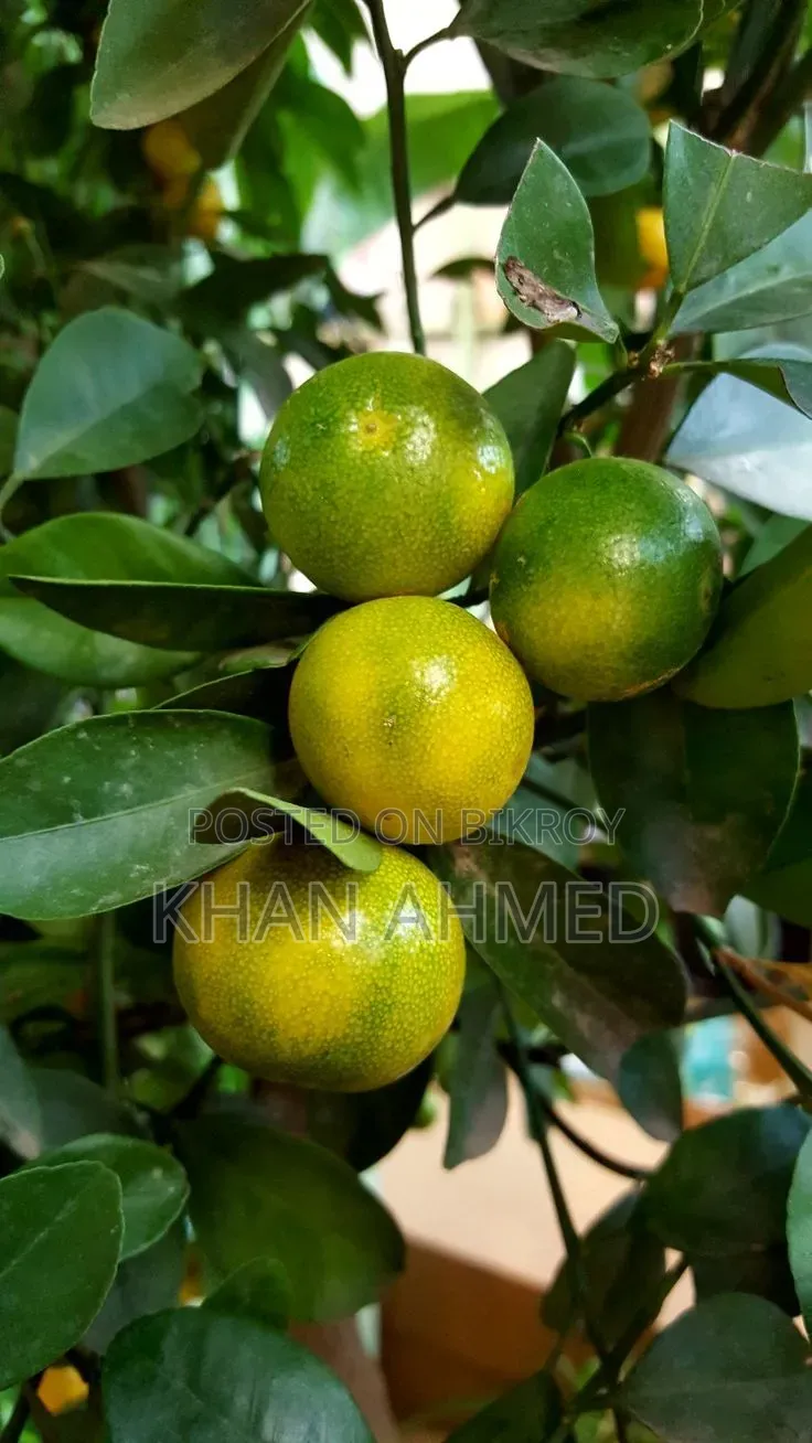 সুস্বাদু মালটা (Orange)