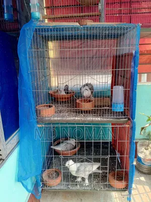Bird Cage