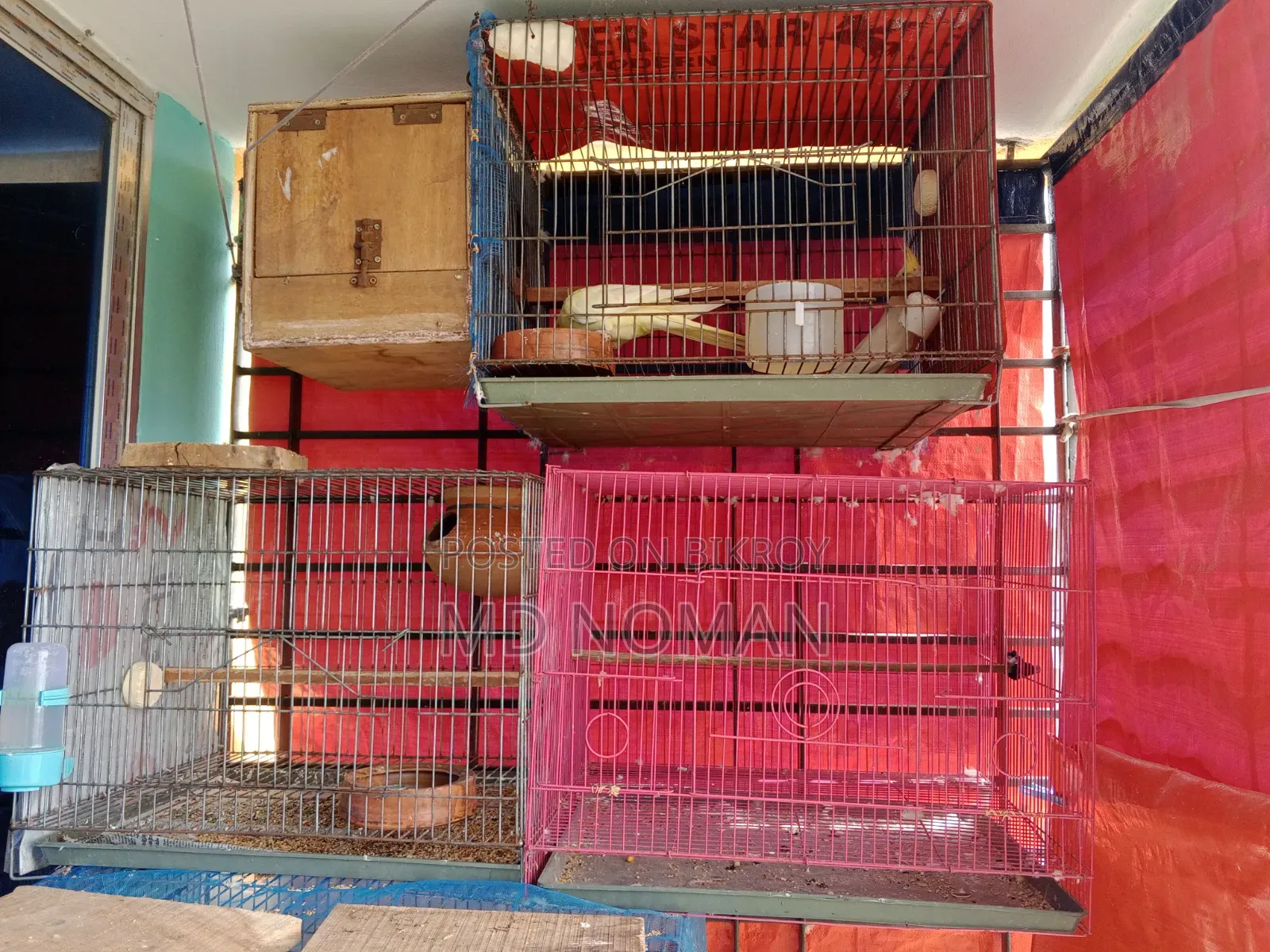 Bird Cage
