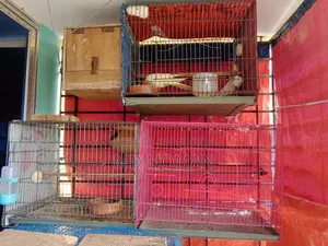 Bird Cage