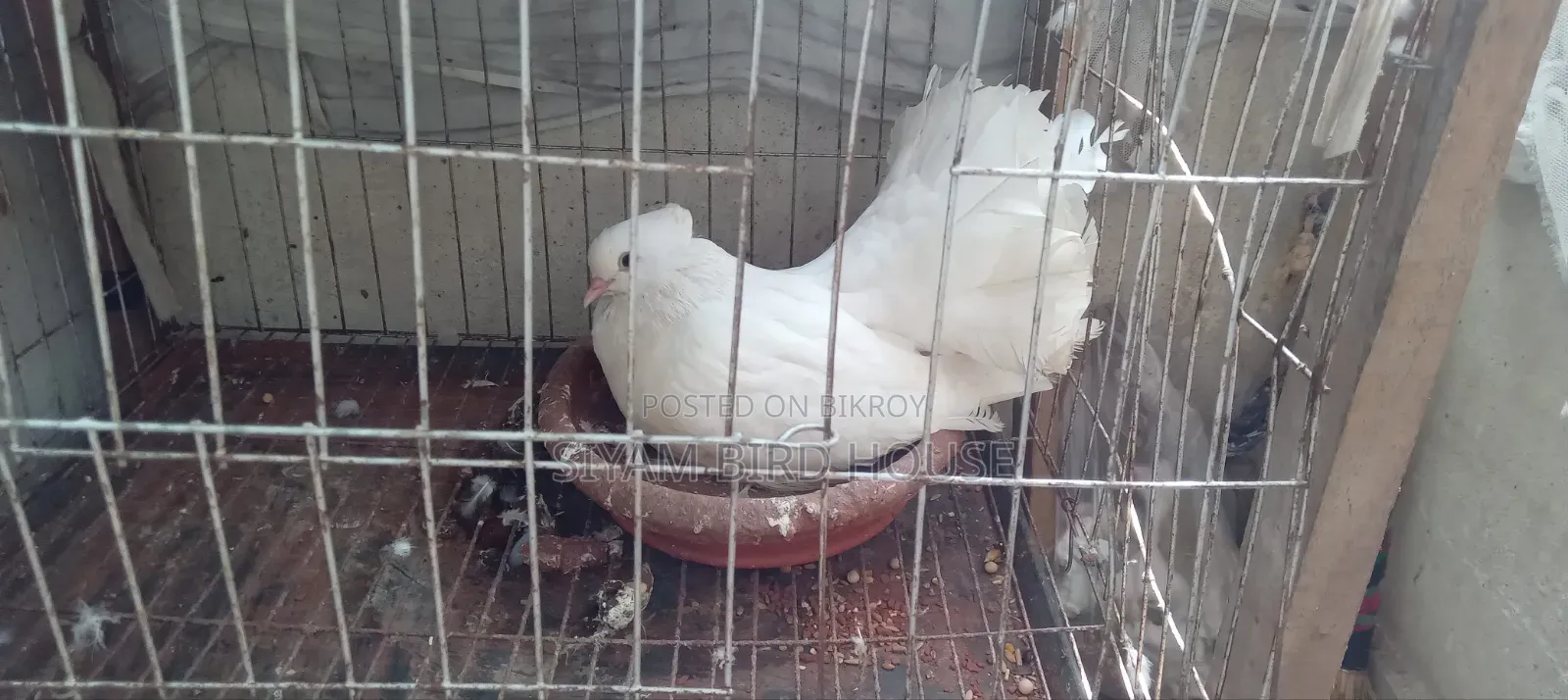 Good Quality Pigeon