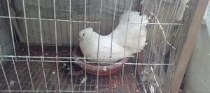 Good Quality Pigeon