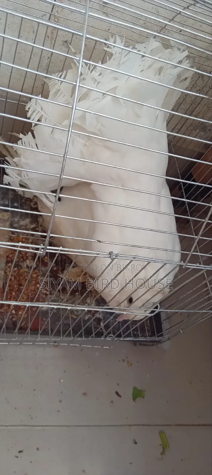 Good Quality Pigeon