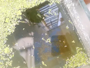 ডাম্বো মোজাইক গাপ্পি ১ জোড়া